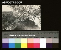 藏品(日治嘉義名所阿里山吉野櫻明信片)的圖片
